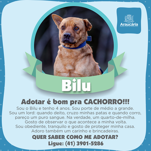 Bilu.png