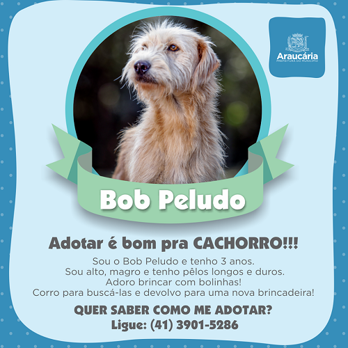 Bob Peludo.png