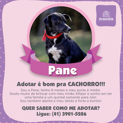 Pane.png